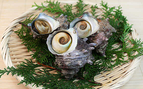 サザエ